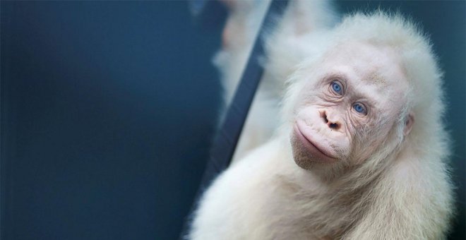 ​Liberan a Alba, el único ejemplar albino de orangután que se conoce en el mundo
