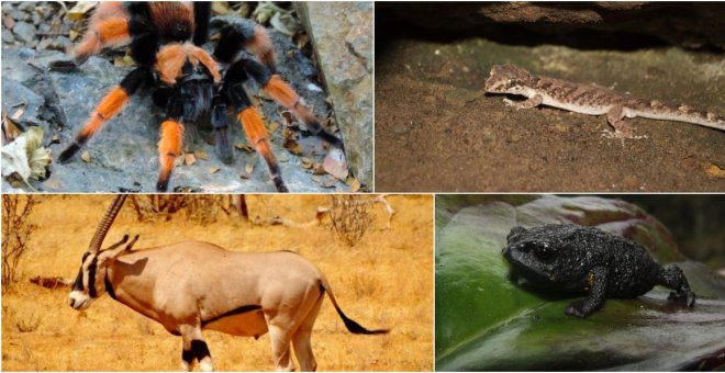 Cinco especies del reino animal que lucharon por llegar vivas al 2019