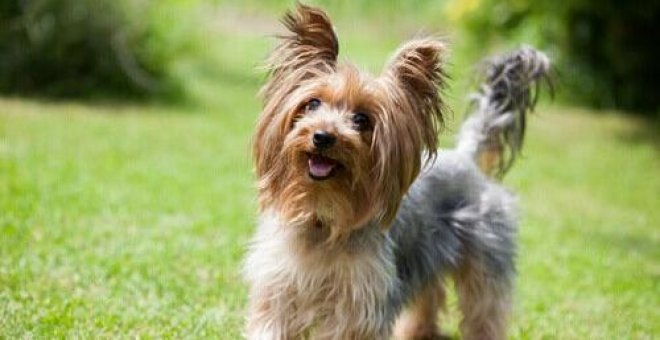 Un perro consigue salvar la vida de su dueño, un anciano que se había caído por un barranco