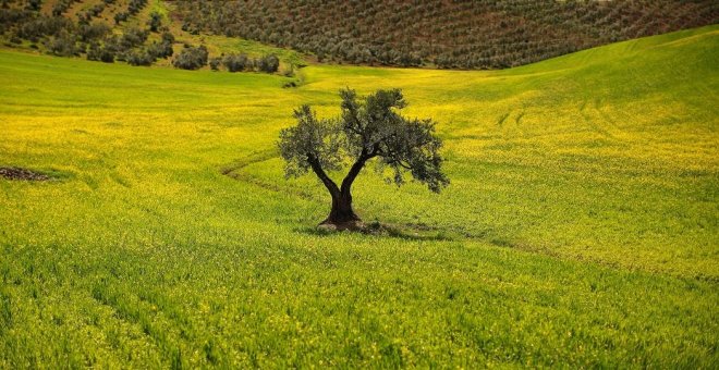 El Gobierno se niega a aclarar si empresas españolas pudieron financiar el yihadismo comprando aceite turco