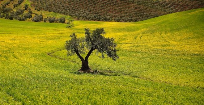 Medios alemanes afirman que 10.000 toneladas de aceite de oliva saqueado por los turcos en Siria están ya en España
