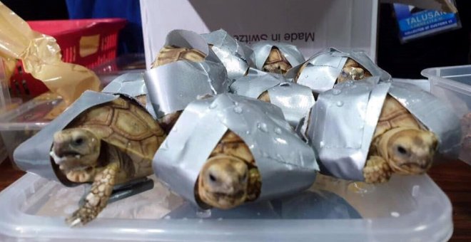Hallan más de 1.500 tortugas vivas envueltas con cinta adhesiva en el aeropuerto de Manila