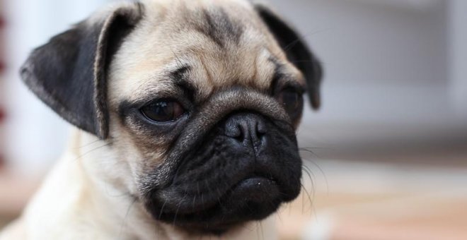Un ayuntamiento alemán vende por eBay el perro de una familia que no pagaba impuestos