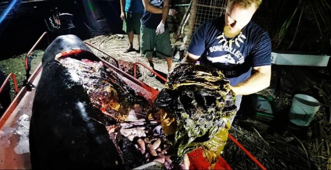 Las terribles consecuencias de los residuos en el mar: 40 kilos de plástico en una ballena