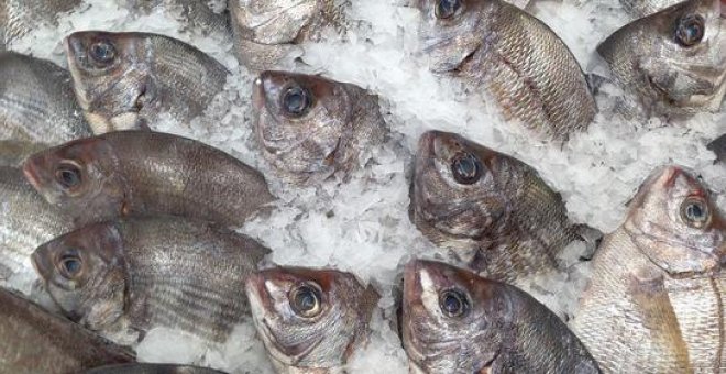 La sobrepesca merma las poblaciones de besugo en el estrecho de Gibraltar