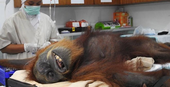 Rescatan a una orangutana tras recibir 74 disparos de perdigones en Indonesia