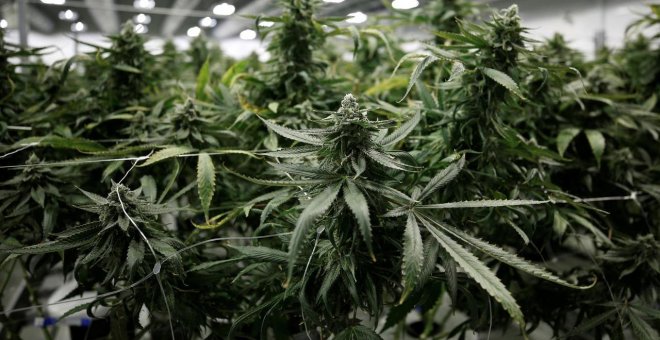 La canadiense Canopy Growth compra el productor de cannabis español Cafina