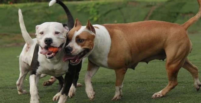 PACMA pide la derogación de normativas sobre animales peligrosos porque "estigmatiza" a algunas razas de perros