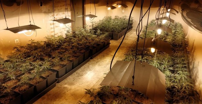 Detienen a un joven de 25 años en Cádiz por montar una plantación de marihuana en casa de su abuela