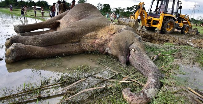 Birmania, país de desplazados por la guerra y de caza furtiva de elefantes