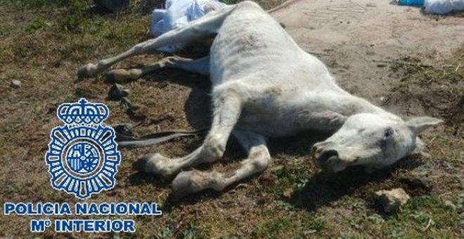 Un hombre es detenido por dejar morir a caballos en una finca de Cádiz