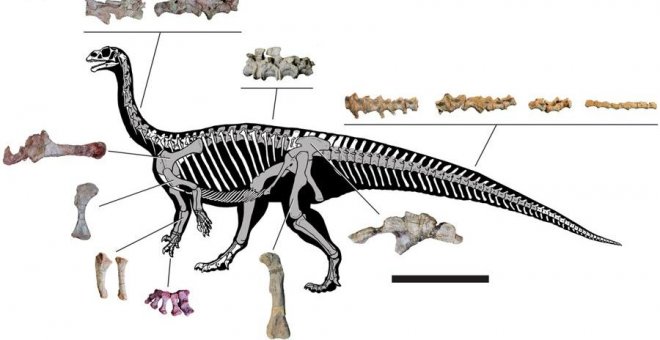 Hallazgo único: un dinosaurio cuadrúpedo que se hacía bípedo de adulto