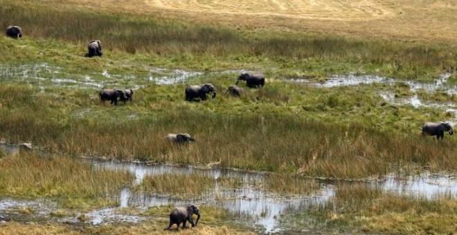 Botsuana autoriza la caza de elefantes por su impacto en la población y el turismo de safari