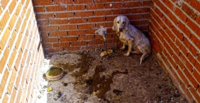 Condenado a un año y medio de cárcel el dueño de la 'Finca de los Horrores' por maltrato a 55 perros