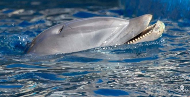 El Zoo Aquarium de Madrid, en tela de juicio por un supuesto maltrato a los delfines