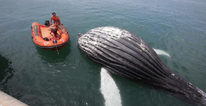 Hallan el cadáver de una cría de ballena en la escollera del puerto de Gandía
