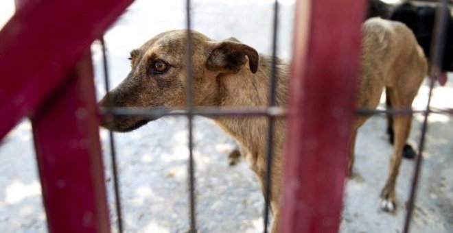 Los veterinarios alertan del abandono de 138.000 perros y gatos en España en 2018