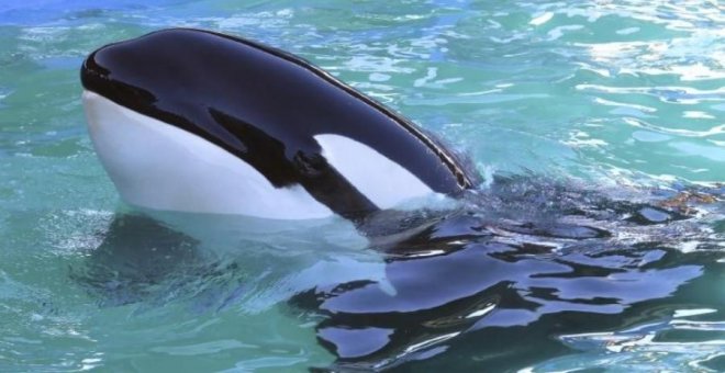 Liberad a la orca Lolita