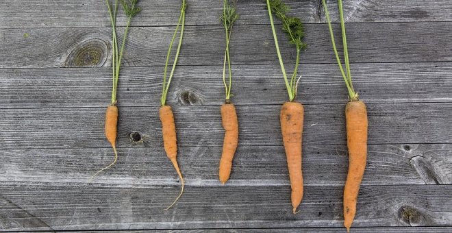 ¿Son seguros los alimentos de los huertos urbanos?