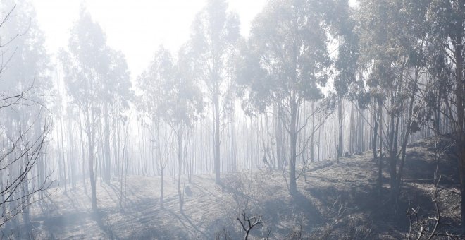 Un polvorín llamado España: el fuego quema casi cinco veces más hectáreas que en 2018