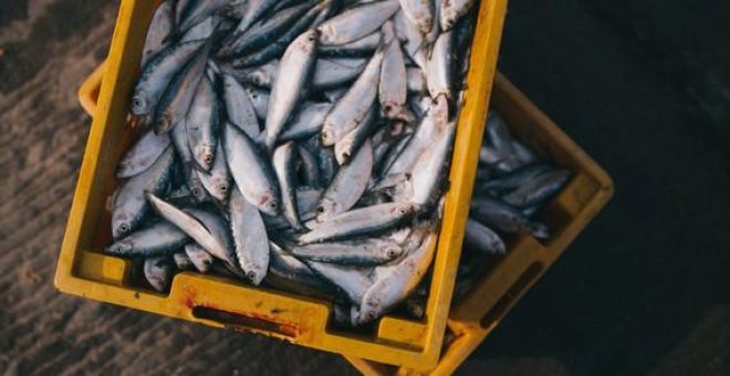 La sobrepesca y la crisis climática aumenta el mercurio en el pescado