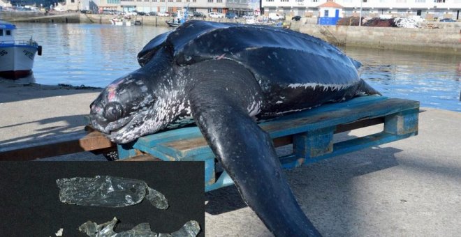 Muere una tortuga de 175 kilos en Vigo tras ser atrapada accidentalmente por una nasa