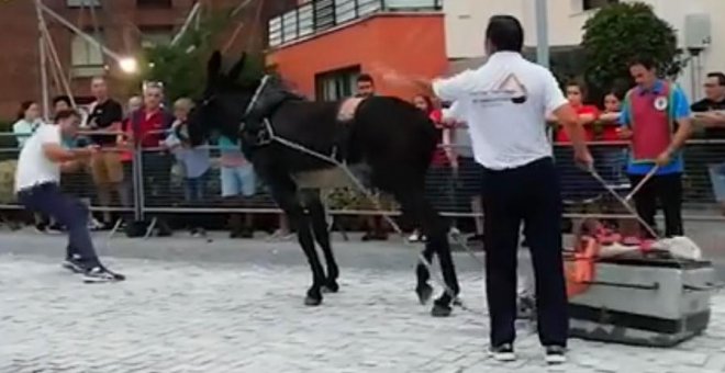 Pacma denuncia la tradición de un pueblo vizcaíno que consiste en "moler a palos" a un burro