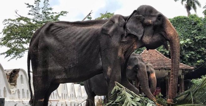 Muere 'Tikiri', una elefanta que fue esclava durante 70 años en Sri Lanka