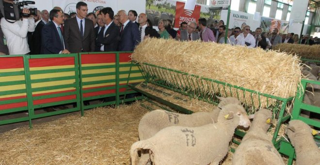 Pedro Sánchez confunde el jamón ibérico del serrano en una feria ganadera