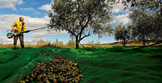 Cuando producir aceite cuesta dinero: los olivareros se revuelven ante la "inadmisible" bajada de precios del 'oro líquido'