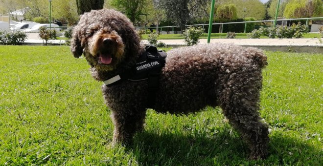 Fallece Marley, el perro policía que ayudó en la búsqueda de Diana Quer o Gabriel Cruz
