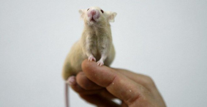 Investigadores españoles logran ratones más longevos y sanos