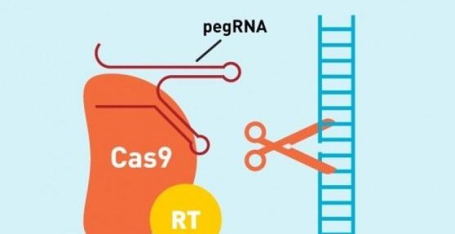 Una nueva técnica de edición del ADN podría corregir hasta el 89% de las alteraciones que causan enfermedades