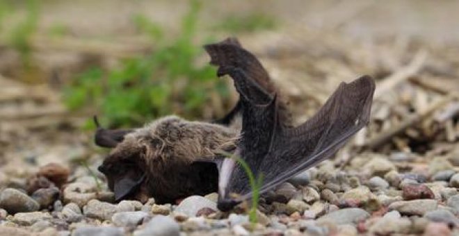 Los murciélagos colisionan contra las turbinas eólicas