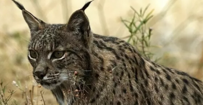 Muere atropellada una hembra de lince nacida este año en Toledo