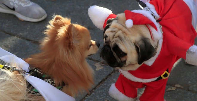 Cientos de perros corren contra el maltrato animal en la 'Sanperrestre'