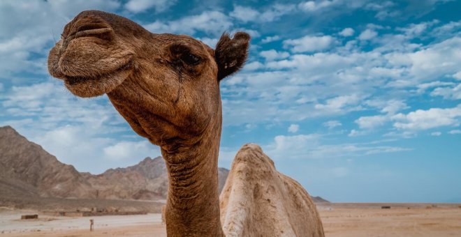 Australia sacrifica a 10.000 camellos para preservar el agua en una de las peores sequías