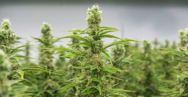 El movimiento asociativo promueve un gran acuerdo para que el Gobierno regularice el cannabis