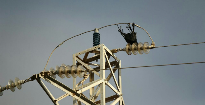 El tendido eléctrico, responsable de la muerte de 208 aves en Canarias