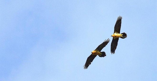 Nace el primer quebrantahuesos en Picos de Europa desde su extinción a mediados del siglo pasado