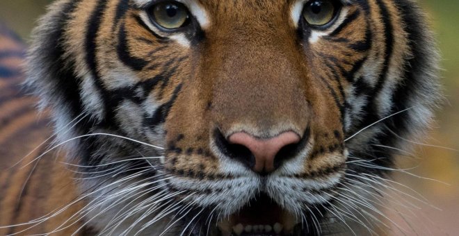 Un tigre del zoológico de Nueva York da positivo en coronavirus