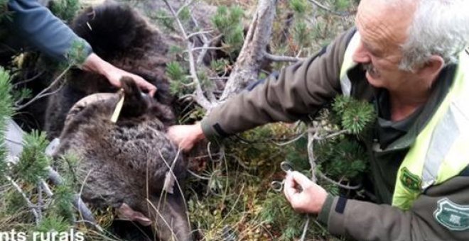 Detenido un hombre y citado como investigado otro por la muerte del oso Cachou en Lleida