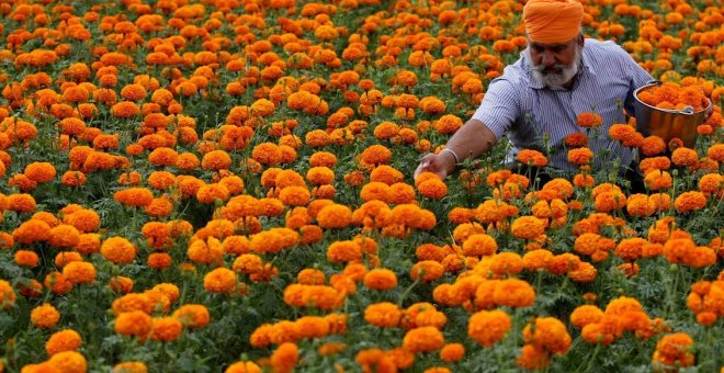 La cosecha de la caléndula en la India