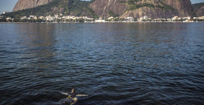 Las tortugas vuelven a las playas de Río