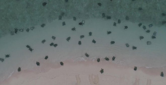 La espectacular congregación de tortugas verdes en la Gran Barrera de Coral