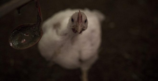 La selección genética en las granjas o cómo los animales ya nacen condenados al sufrimiento