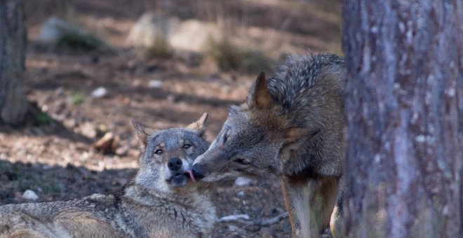 La UE sentencia que la protección de especies como el lobo debe garantizarse en zonas habitadas por el hombre