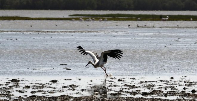 La imagen de la NASA certifica cómo el robo de agua ha secado Doñana