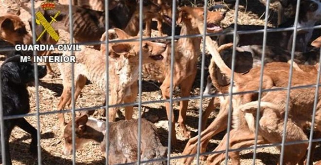 La Guardia Civil investiga a un mujer que tenía abandonados y desnutridos a 41 perros en Toledo