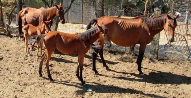 La Guardia Civil localiza a 28 caballos "desnutridos y abandonados" en una explotación ganadera de Sevilla